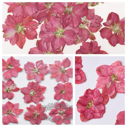 20 PCS/Set (2-3.5CM) Dried Pressed Flowers Red Larkspur Flat Dry Larkspur Real Dried Flowers Preserved Larkspur Pressed Red Dried Flowers