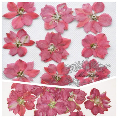 20 PCS/Set (2-3.5CM) Dried Pressed Flowers Red Larkspur Flat Dry Larkspur Real Dried Flowers Preserved Larkspur Pressed Red Dried Flowers