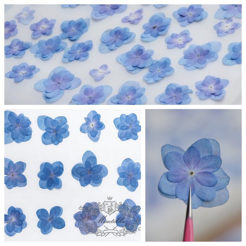 20 PCS Set (2.5-4CM) Dried Pressed Flowers Blue Hydrangea, Natural Pressed Dried Hydrangea Flowers, Preserved Real Pressed Blue Flowers