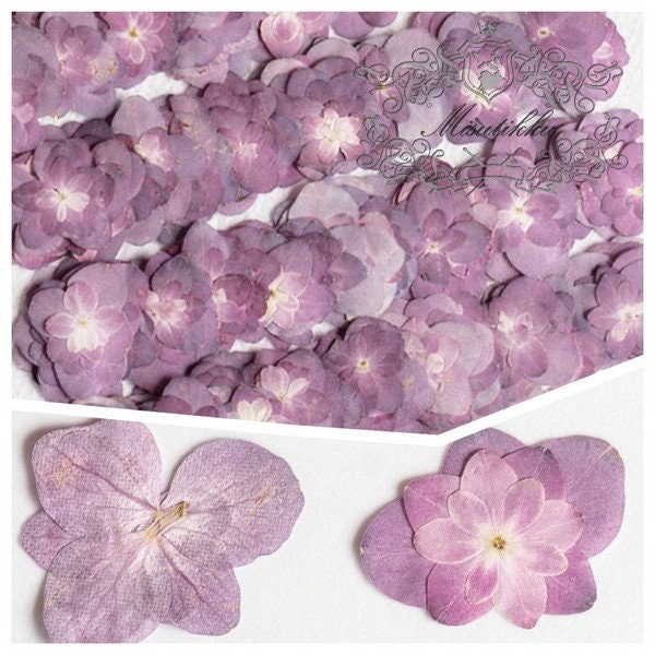 20 PCS Set (2.5-4CM) Pressed Purple Dried Flower, Natural Purple Hydrangea Flower, Preserved small Flowers, Real Purple Flat Dry Flowers