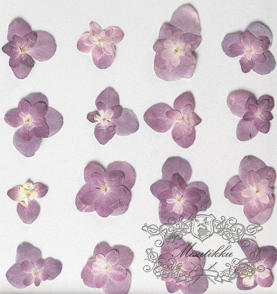 20 PCS Set (2.5-4CM) Pressed Purple Dried Flower, Natural Purple Hydrangea Flower, Preserved small Flowers, Real Purple Flat Dry Flowers