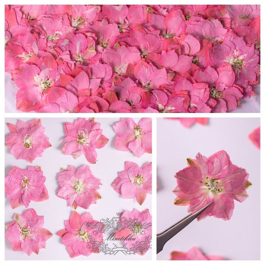 20 PCS/Set (3-3.5cm) Natural Pressed Dried Pink Larkspur Flower Presed Dried Flowers Pressed Flat Pink Dry Flower Preserved Dried Flowers