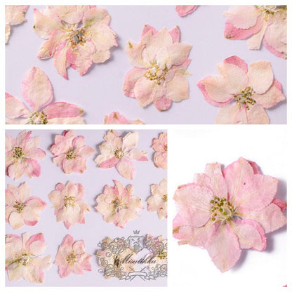 20 PCS/Set (3-3.5cm) Pressed Larkspur Flower Light Pink Pressed Dried Larkspur Flowers Flat Real Preserved Larkspur Flowers Dry flower