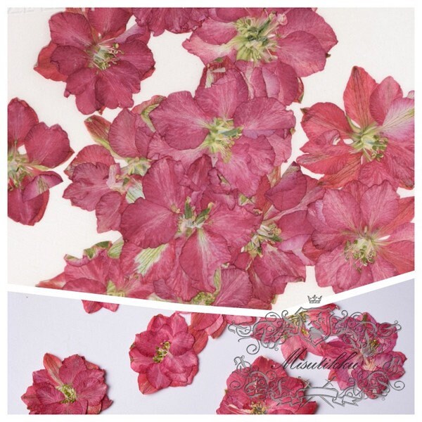 20 PCS/Set (2-3.5CM) Dried Pressed Flowers Red Larkspur Flat Dry Larkspur Real Dried Flowers Preserved Larkspur Pressed Red Dried Flowers