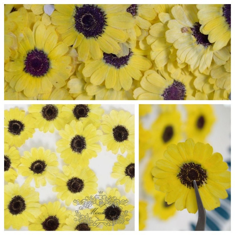 12 PCS Set (2.5-4CM) Pressed Dried Yellow Flower Sunflower, Dried sunflowers, Yellow Daisy Flowers, Dried Pressed Flower, Real Flat Flowers