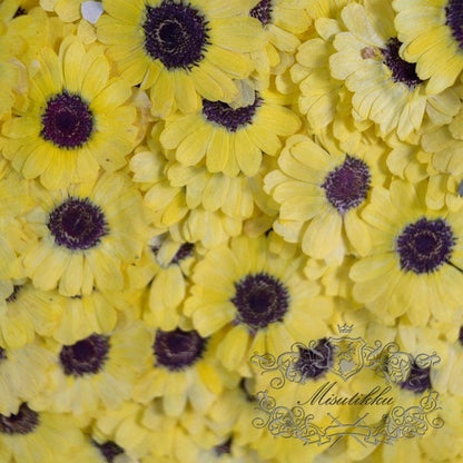 12 PCS Set (2.5-4CM) Pressed Dried Yellow Flower Sunflower, Dried sunflowers, Yellow Daisy Flowers, Dried Pressed Flower, Real Flat Flowers