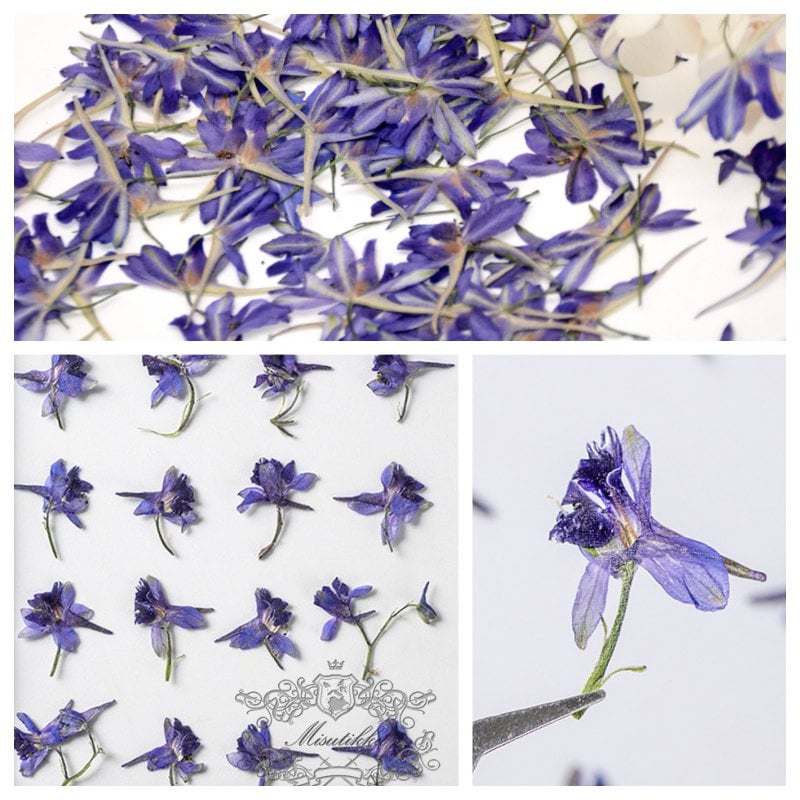 20 PCS Set (1-2CM) Pressed Dried Flower, Small Purple Flower Buds, Pressed Purple Flowers, Real Dried Flower, Preserved Flat Dry Flowers