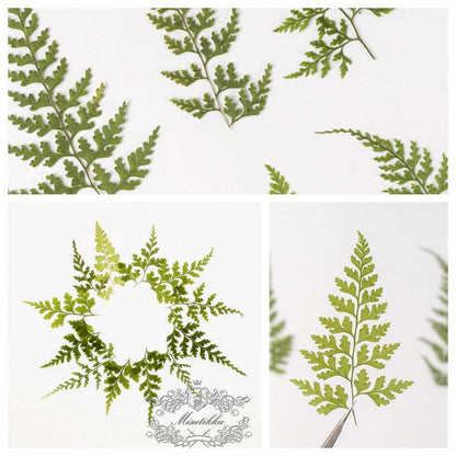 20 PCS Set (6-9CM) Pressed Dried Fern Leaves, Pressed Flower, Pressed Leaves Greenery, Green Preserved Dried Fern, Pressed Fern Dried Leaves