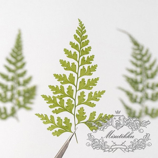 20 PCS Set (6-9CM) Pressed Dried Fern Leaves, Pressed Flower, Pressed Leaves Greenery, Green Preserved Dried Fern, Pressed Fern Dried Leaves