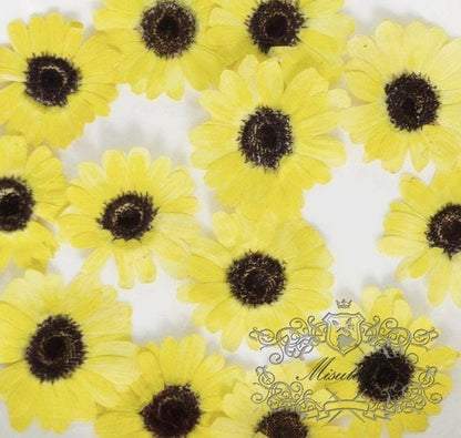 12 PCS Set (2.5-4CM) Pressed Dried Yellow Flower Sunflower, Dried sunflowers, Yellow Daisy Flowers, Dried Pressed Flower, Real Flat Flowers