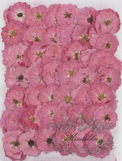 12 PCS/Set (3.5-5CM) Pressed Pink Roses, Real Dried Roses Flower, Pressed Rose Flower, Flat Dried Flowers, Pressed Flower Pink Real Roses