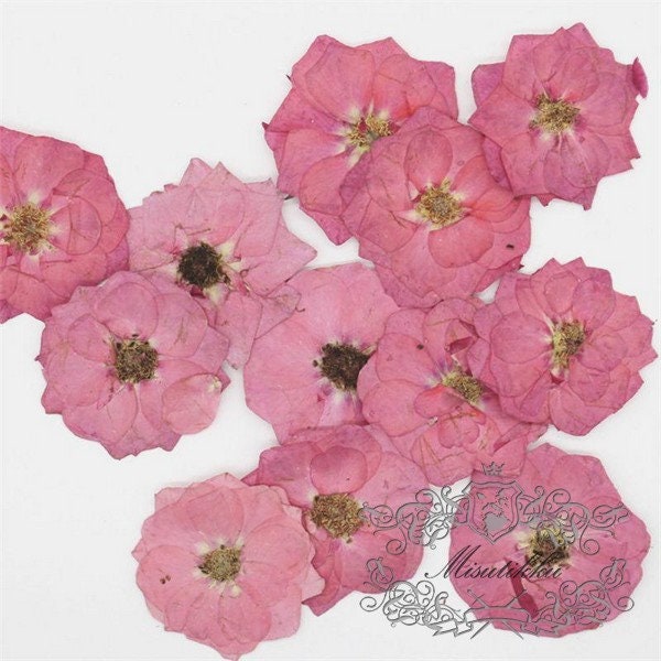 12 PCS/Set (3.5-5CM) Pressed Pink Roses, Real Dried Roses Flower, Pressed Rose Flower, Flat Dried Flowers, Pressed Flower Pink Real Roses