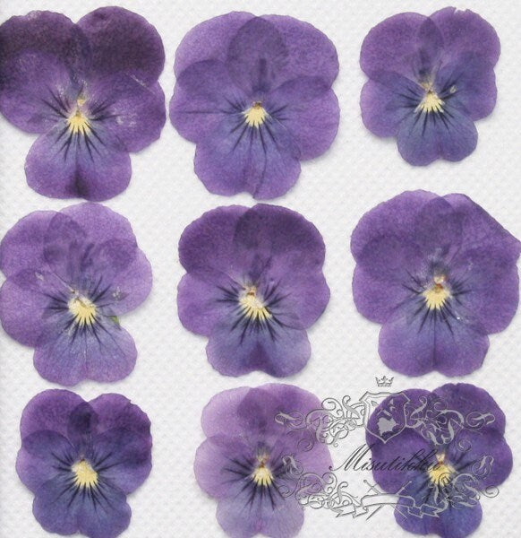 20 PCS Set (2.5-3CM) Pressed Flower Pansies, Dried Purple Pansy Viola Flowers, Pressed Viola Pansy, Dried Pansy Viola, Real Flat Pansy