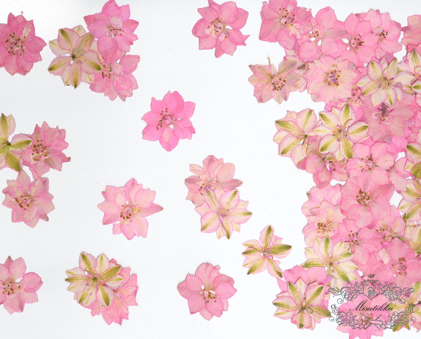 20 PCS/Set (3-3.5cm) Pressed Dried Flower Presed Pink Larkspur Dried Flowers Pressed Pink Flat Flower Preserved Dried Real Larkspur Flowers