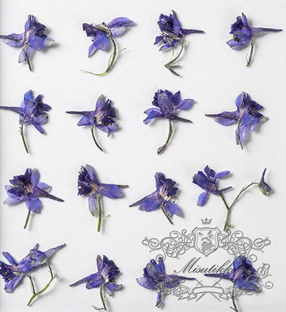 20 PCS Set (1-2CM) Pressed Dried Flower, Small Purple Flower Buds, Pressed Purple Flowers, Real Dried Flower, Preserved Flat Dry Flowers