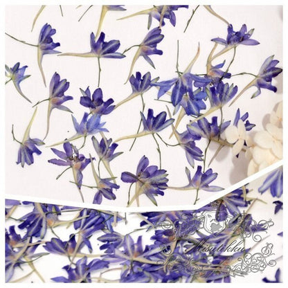 20 PCS Set (1-2CM) Pressed Dried Flower, Small Purple Flower Buds, Pressed Purple Flowers, Real Dried Flower, Preserved Flat Dry Flowers