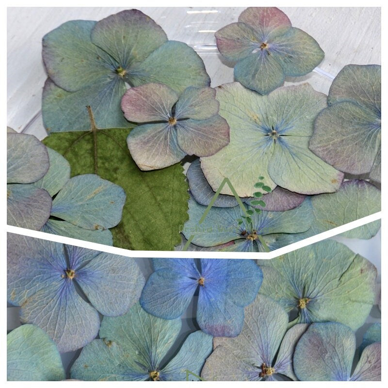 20 PCS Set (3-5CM) Hydrangea Pressed Dried Flowers, Natural Real Dried Flower, Preserved Flat Dry Flowers, Pressed Dry Flower Hydrangea