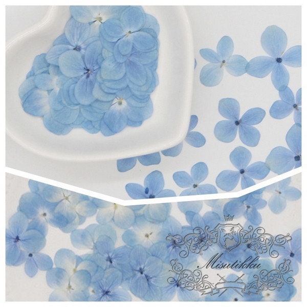 20 PCS Set (2.5-4CM) Pressed Flowers Hydrangea, Natural Pressed Hydrangea Dried Flowers, Preserved Flat Flowers, Pressed Real Blue Hydrangea