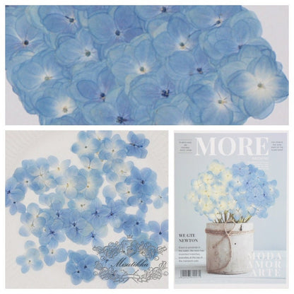 20 PCS Set (2.5-4CM) Pressed Flowers Hydrangea, Natural Pressed Hydrangea Dried Flowers, Preserved Flat Flowers, Pressed Real Blue Hydrangea