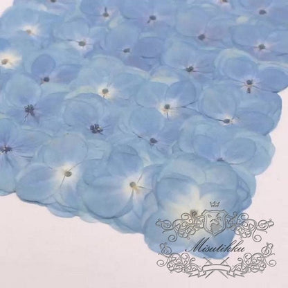 20 PCS Set (2.5-4CM) Pressed Flowers Hydrangea, Natural Pressed Hydrangea Dried Flowers, Preserved Flat Flowers, Pressed Real Blue Hydrangea