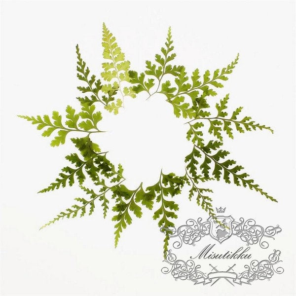 20 PCS Set (6-9CM) Pressed Dried Fern Leaves, Pressed Flower, Pressed Leaves Greenery, Green Preserved Dried Fern, Pressed Fern Dried Leaves