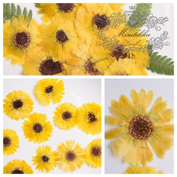 20 PCS Set (3-5CM) Pressed Dried Daisy Flowers, Yellow Daisy Flowers, Preserved Daisies Flowers, Pressed Dried Flower, Real Flat Flowers