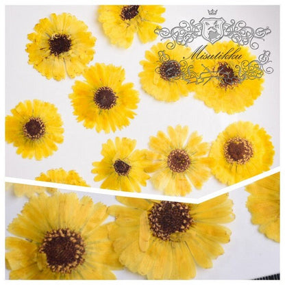 20 PCS Set (3-5CM) Pressed Dried Daisy Flowers, Yellow Daisy Flowers, Preserved Daisies Flowers, Pressed Dried Flower, Real Flat Flowers