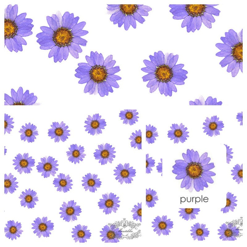 20 PCS Set (2-3CM) Pressed Flower Purple Daisy, Pressed Dried Flower, Real Dried Daisies, Preserved Flat Flowers, Pressed Daisy Dried Flower