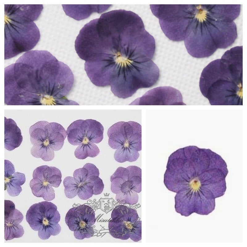 20 PCS Set (2.5-3CM) Pressed Flower Pansies, Dried Purple Pansy Viola Flowers, Pressed Viola Pansy, Dried Pansy Viola, Real Flat Pansy