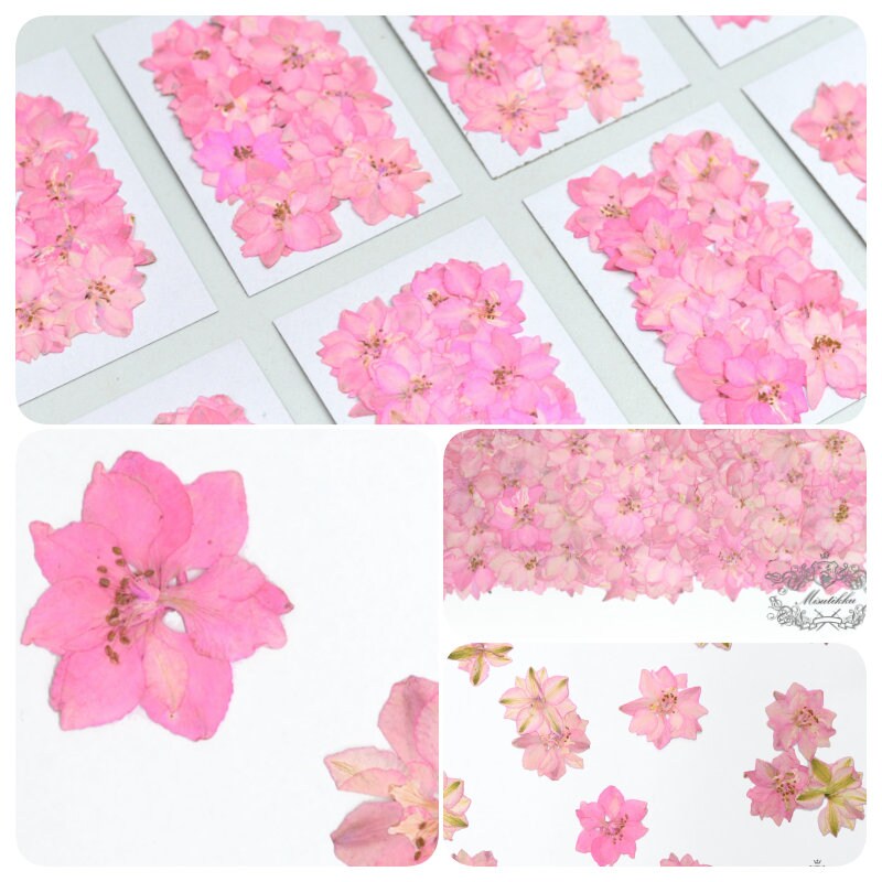 20 PCS/Set (3-3.5cm) Pressed Dried Flower Presed Pink Larkspur Dried Flowers Pressed Pink Flat Flower Preserved Dried Real Larkspur Flowers