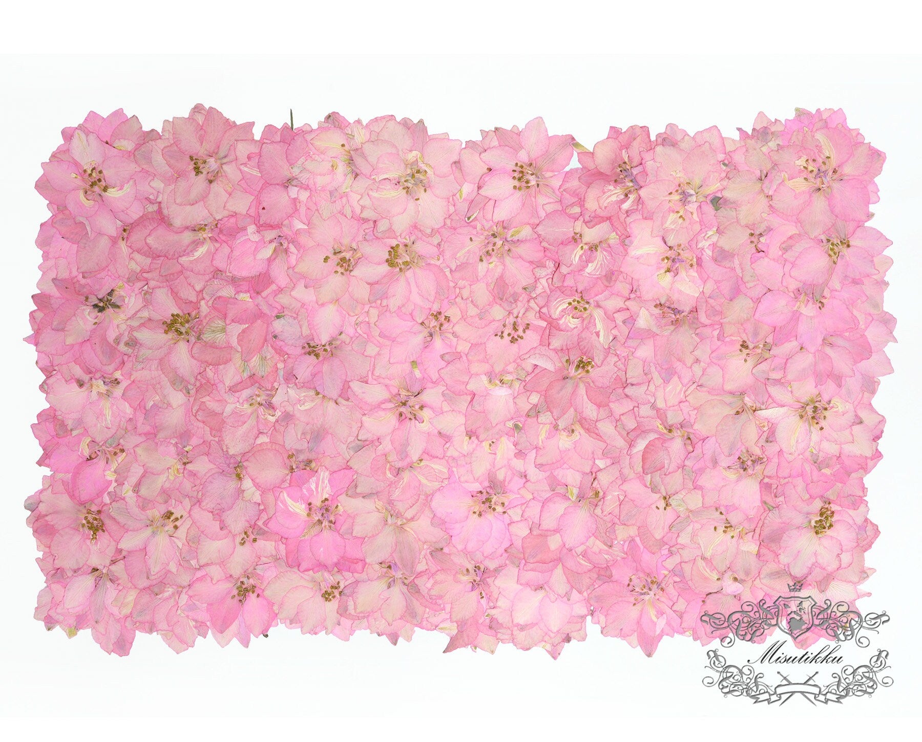 20 PCS/Set (3-3.5cm) Pressed Dried Flower Presed Pink Larkspur Dried Flowers Pressed Pink Flat Flower Preserved Dried Real Larkspur Flowers