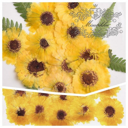 20 PCS Set (3-5CM) Pressed Dried Daisy Flowers, Yellow Daisy Flowers, Preserved Daisies Flowers, Pressed Dried Flower, Real Flat Flowers