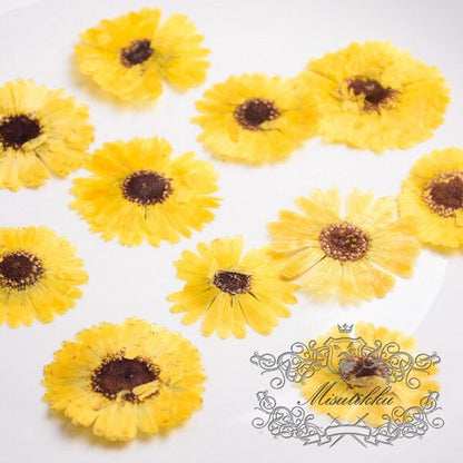 20 PCS Set (3-5CM) Pressed Dried Daisy Flowers, Yellow Daisy Flowers, Preserved Daisies Flowers, Pressed Dried Flower, Real Flat Flowers