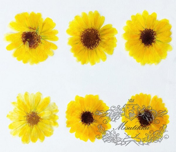 20 PCS Set (3-5CM) Pressed Dried Daisy Flowers, Yellow Daisy Flowers, Preserved Daisies Flowers, Pressed Dried Flower, Real Flat Flowers