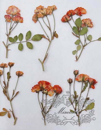 6 PCS/Set (5-7CM) Pressed Flower Orange Roses, Pressed Dried Flowers, Pressed Roses Flower, Real Rose Dried Flower, Preservation Flat Roses