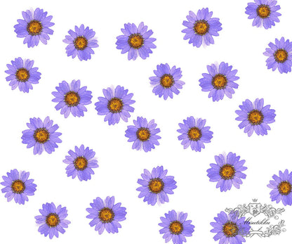 20 PCS Set (2-3CM) Pressed Flower Purple Daisy, Pressed Dried Flower, Real Dried Daisies, Preserved Flat Flowers, Pressed Daisy Dried Flower