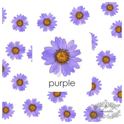 20 PCS Set (2-3CM) Pressed Flower Purple Daisy, Pressed Dried Flower, Real Dried Daisies, Preserved Flat Flowers, Pressed Daisy Dried Flower