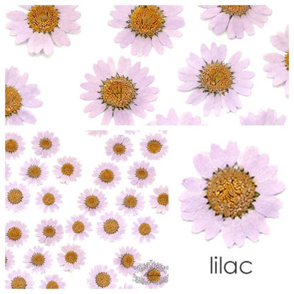 20 PCS Set (2-3CM) Pressed Flower Daisy, Pressed Dried Light Purple Daisy Flower, Flat Dried Flowers Preserved Real Flowers, Pressed Daisies