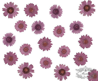 20 PCS Set (2-3CM) Pressed Dried Daisy Flower, Pressed Purple Magenta Daisy Flower, Real Dried Flat Daisy, Preservation daisy Dried Flowers