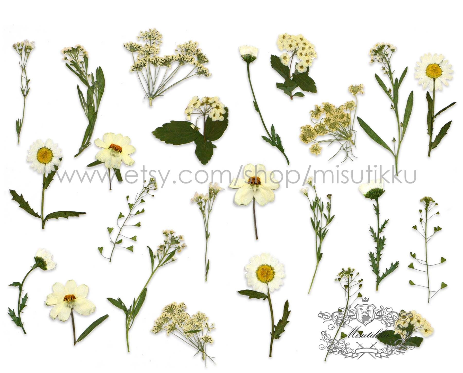 100 PCS Set Mixed Pressed White Flower Stems, Assorted Pressed Dried White Flowers, Preserved Ivory White Flat Flowers, Pressed Dried Flower