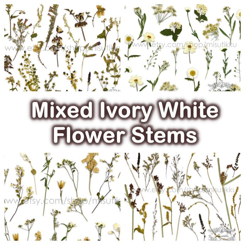 100 PCS Set Mixed Pressed White Flower Stems, Assorted Pressed Dried White Flowers, Preserved Ivory White Flat Flowers, Pressed Dried Flower