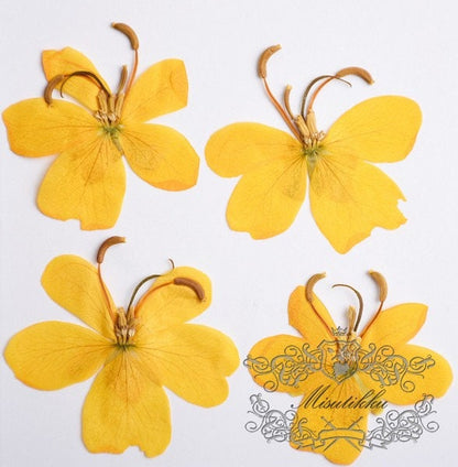 20 PCS Set (3-5CM) Pressed Dried Flowers, Butterfly Pressed Flowers, Preserved Real Flowers, Pressed Yellow Flower, Flat Yellow Dried Flower