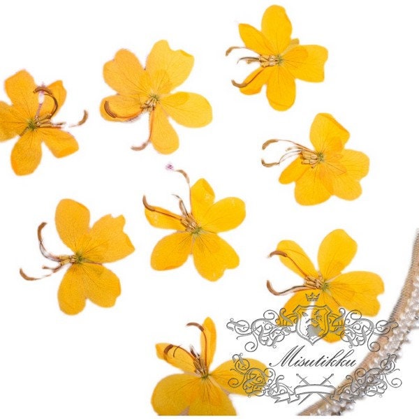 20 PCS Set (3-5CM) Pressed Dried Flowers, Butterfly Pressed Flowers, Preserved Real Flowers, Pressed Yellow Flower, Flat Yellow Dried Flower