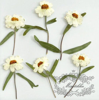 20 PCS Set (5-8CM) Pressed Dried Flower, Dried White Flower with stems, Dried Pressed Flower Stems, Real Pressed Ivory White Flat flowers