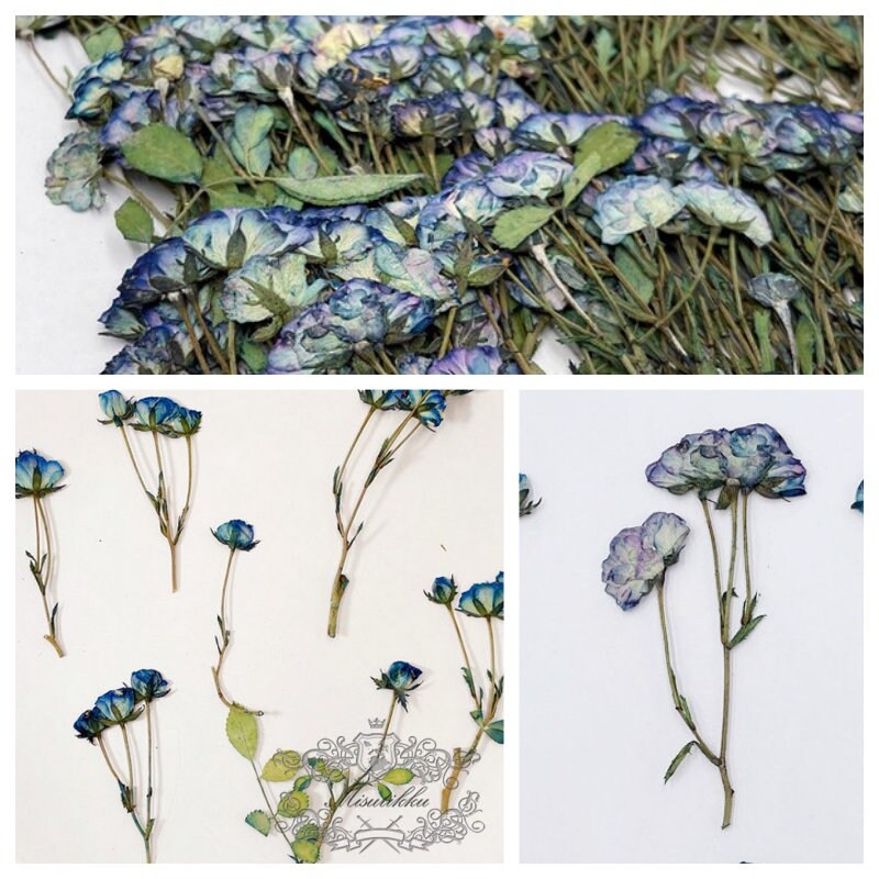 6 PCS/Set ((5-7CM) Pressed Blue Roses, Dried Pressed Rose Flowers, Pressed Flower Dried Roses, Real Rose Flower, Preserved Flat Dry Roses