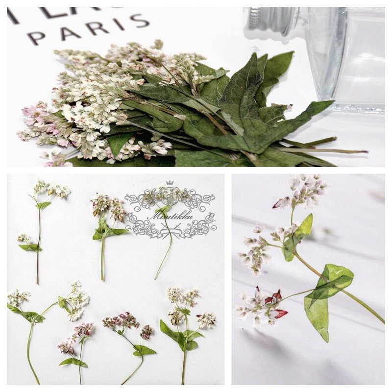 20 PCS Set (6-9CM) Pressed White Dried Flower, Real Dried Flower with stems, Pressed Dried Flower Stems, Preserved White Flat Dried flowers