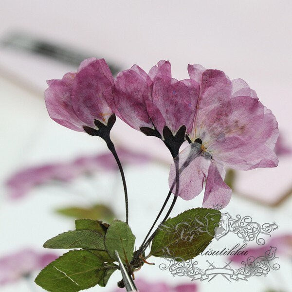 6 PCS Set (6-9CM) Pressed Cherry Blossom Flower, Dried Pressed Pink Sakura Flower with Stems, Pressed Dried Flowers, Pressed Real Flowers