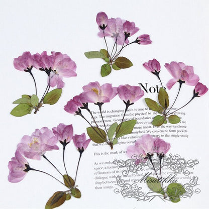 6 PCS Set (6-9CM) Pressed Cherry Blossom Flower, Dried Pressed Pink Sakura Flower with Stems, Pressed Dried Flowers, Pressed Real Flowers