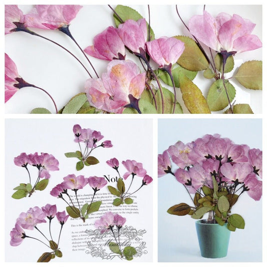 6 PCS Set (6-9CM) Pressed Cherry Blossom Flower, Dried Pressed Pink Sakura Flower with Stems, Pressed Dried Flowers, Pressed Real Flowers