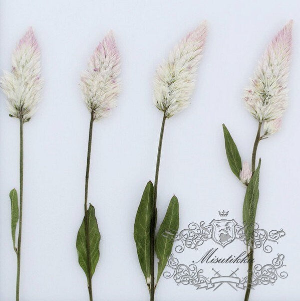 20 PCS Set (7-10CM) Dried Pressed Flower Stems, Preserved Dried Flower with stems, Pressed Dried Real Flower Stems, White Flat flower Stems